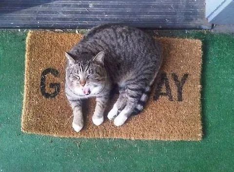 Cat Says Go Away