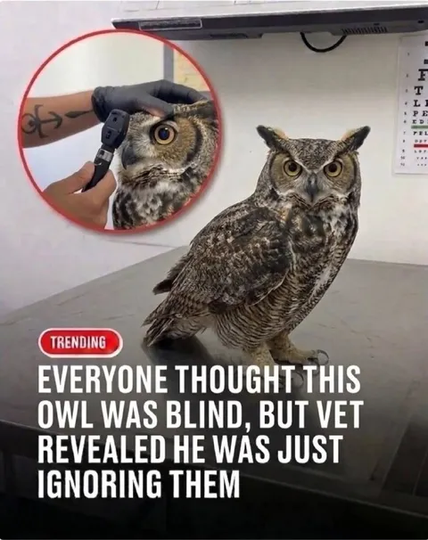 Owl Was Ignoring Everyone
