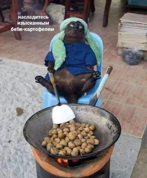 Кот готовит беби-картофель