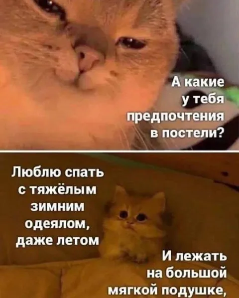 Предпочтения кота в постели