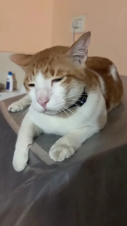 Кот, который всё контролирует
