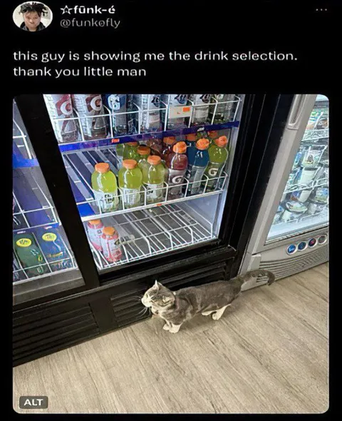Cat Showing the Drink Selection
