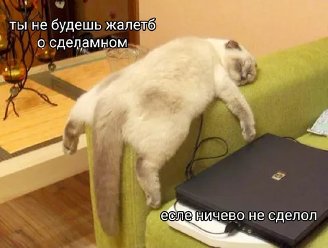 Кот ничего не сделал