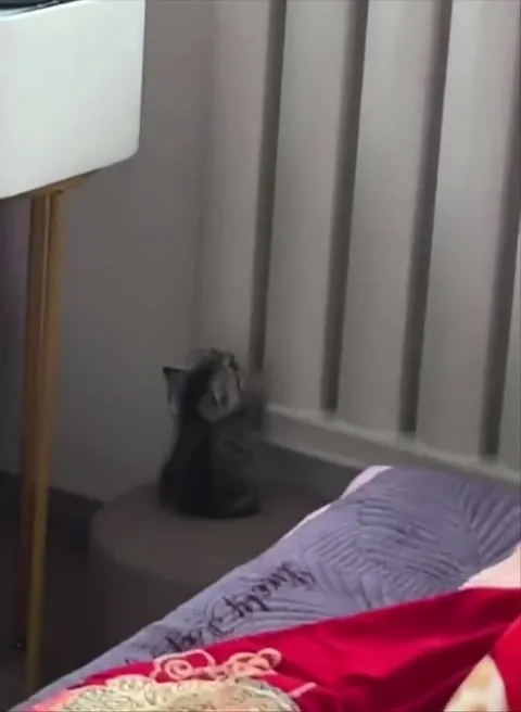 Кот смотрит на кровать