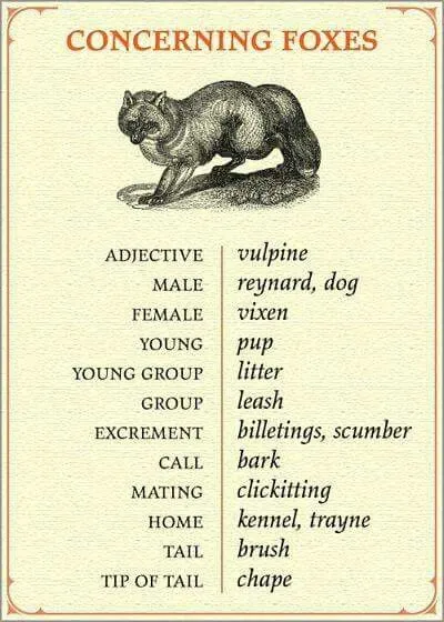 Concerning Foxes Vocabulary Chart
