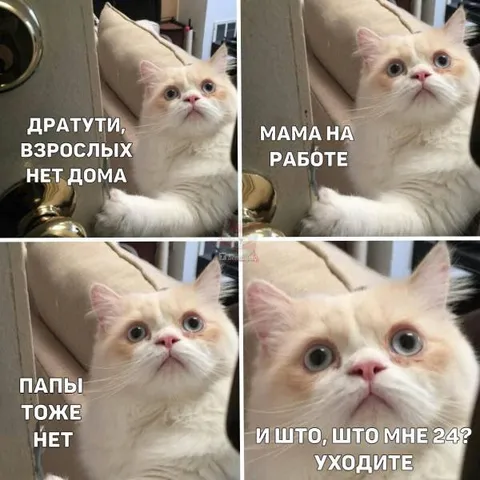 Кот прогоняет взрослых из дома