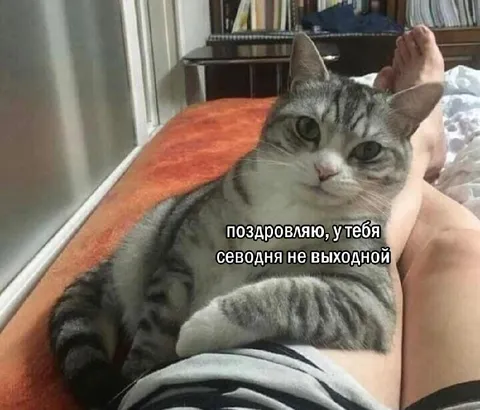 Кот поздравляет с выходным