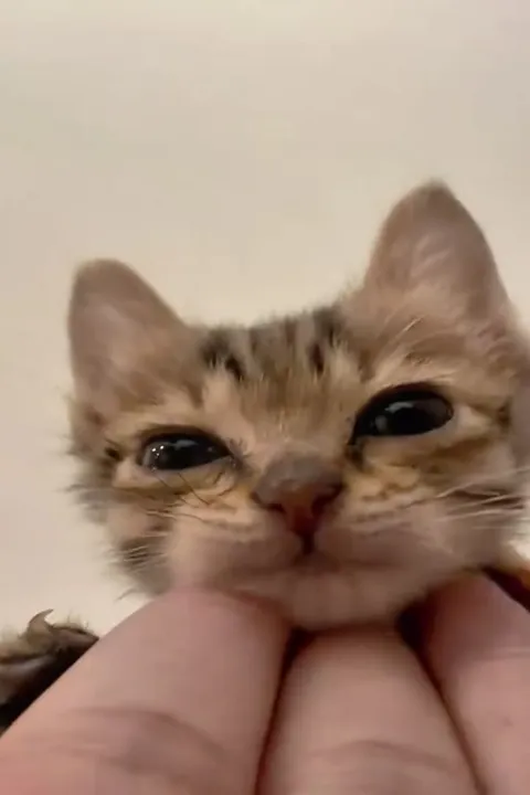 Котёнок с умильной мордочкой