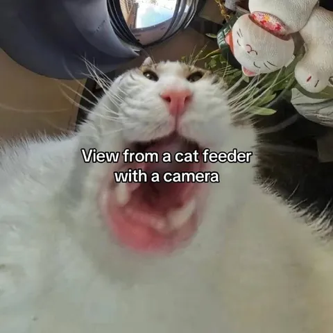 Cat Feeder Camera View