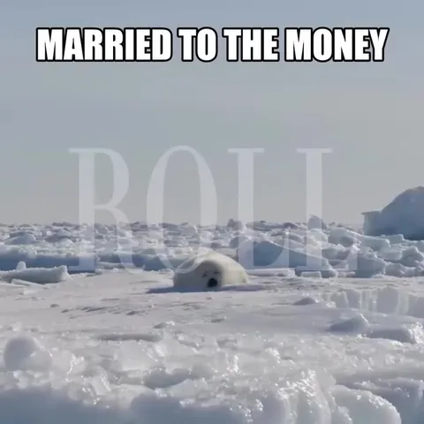 Seals Married to Money