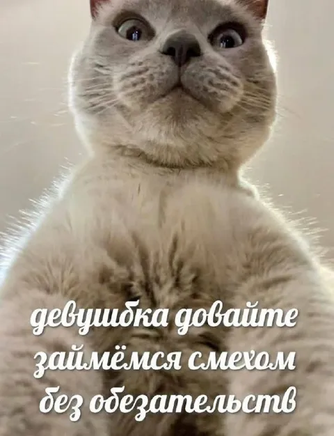 Кот предлагает смех без обязательств