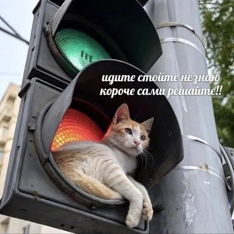 Кот на светофоре решает сам
