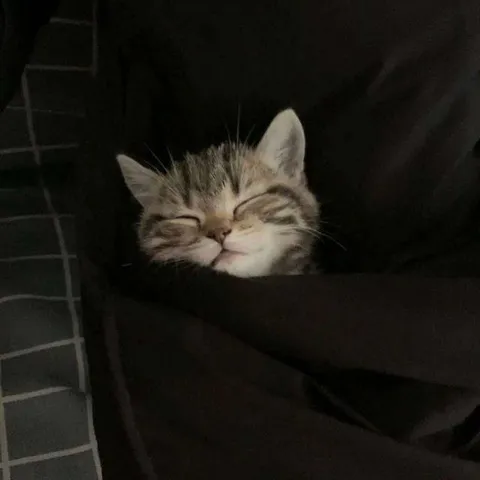 Котёнок выглядывает из одеяла