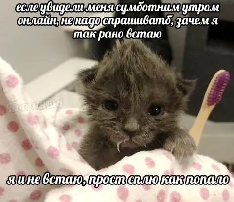 Котёнок онлайн субботним утром