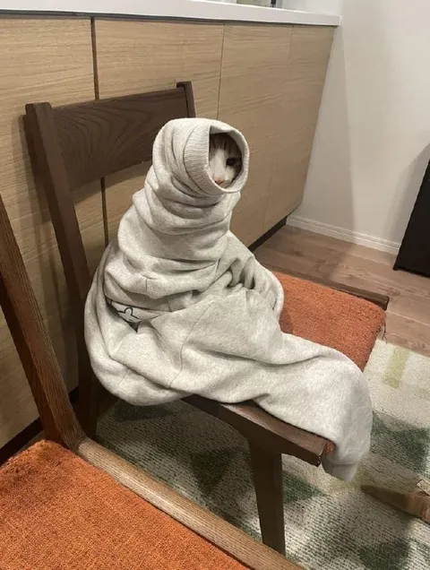 Кот в уютном коконе