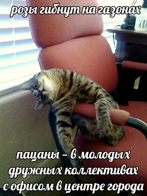 Кот в офисном кресле