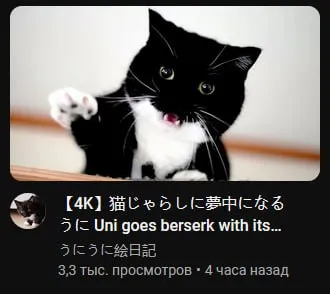 猫じゃらしに夢中になる猫