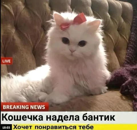 Кошечка надела бантик