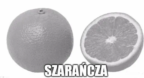 Szarańcza na zdjęciu