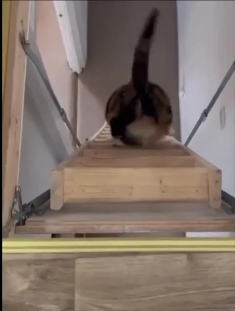 Кот исчезает в люке
