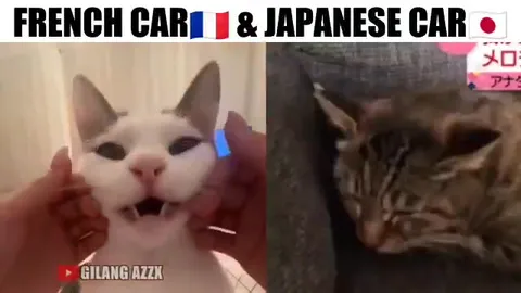 French Cat Versus Japanese Cat
