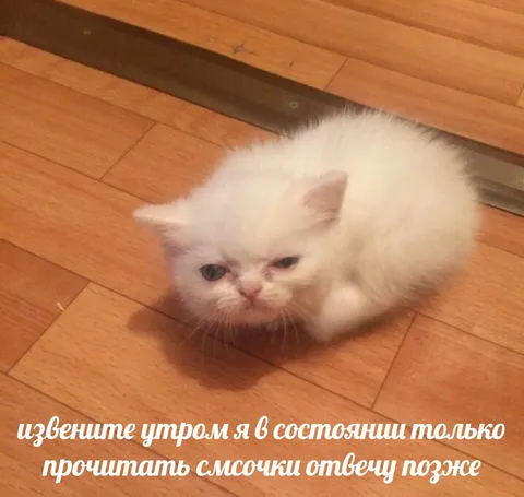 Утром только читаю сообщения