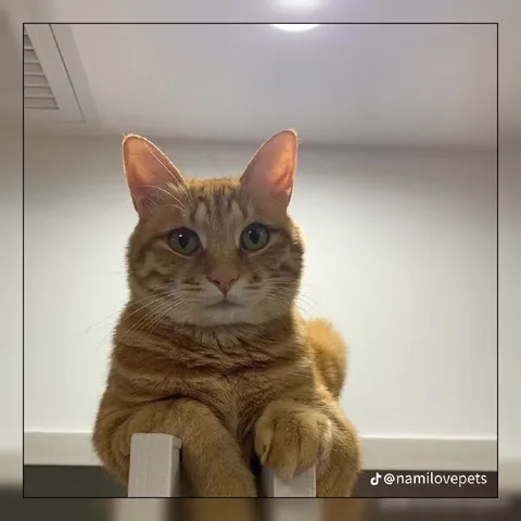 Кот смотрит прямо в душу
