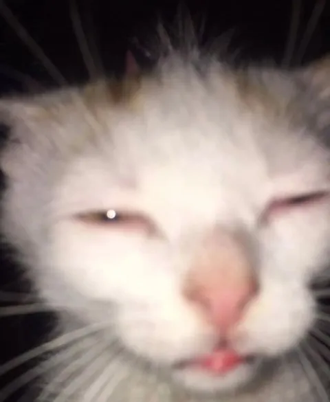 Удивлённый размытый кот