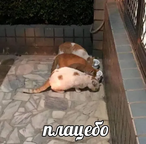 Три кота у мисок