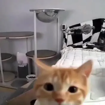 Кот разбивает экран