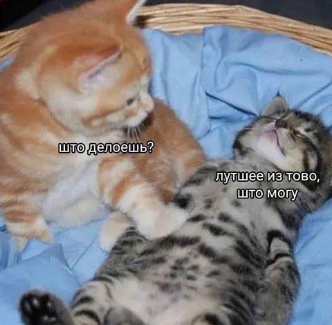 Коты делают лучшее