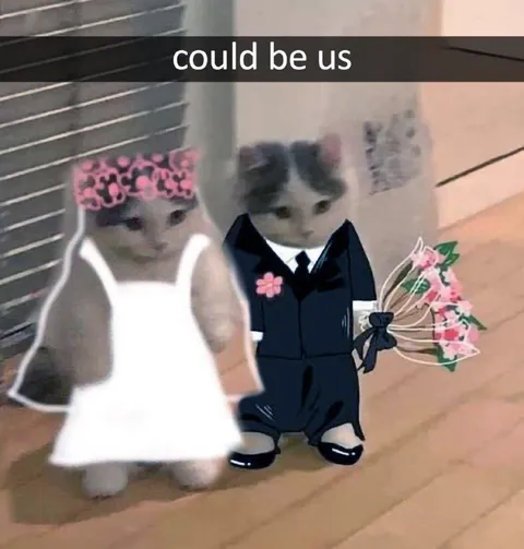 Could Be Us Wedding Cats