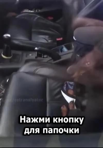 Пёсель заперся в машине
