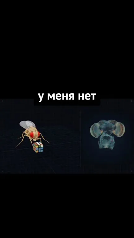 Муха в ловушке ненавидит человека