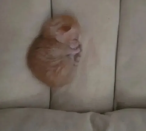 Кот свернулся клубочком