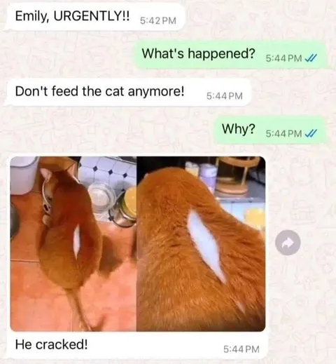 Don’t Feed the Cat