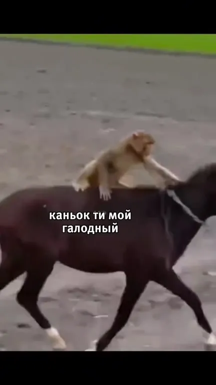 Обезьяны поют революционную песню