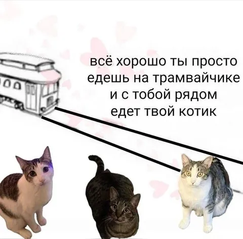 Котики едут на трамвайчике