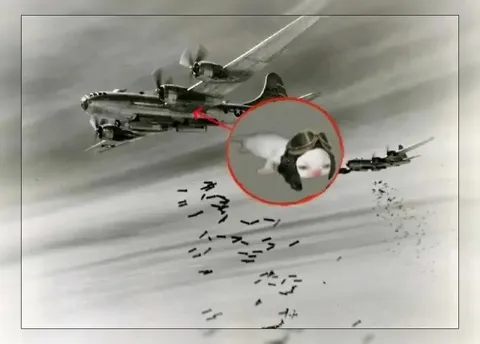 Кролик среди военных самолётов
