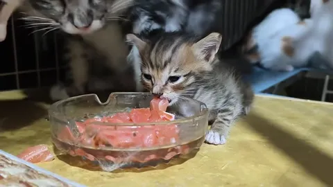 Котёнок ест мясо, пока все лезут