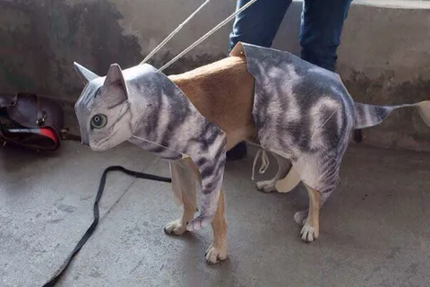 Кот в картонной броне