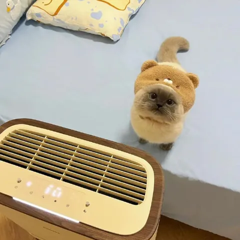 Котёнок в шапке льва
