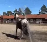 Лошадь убегает от струи воды