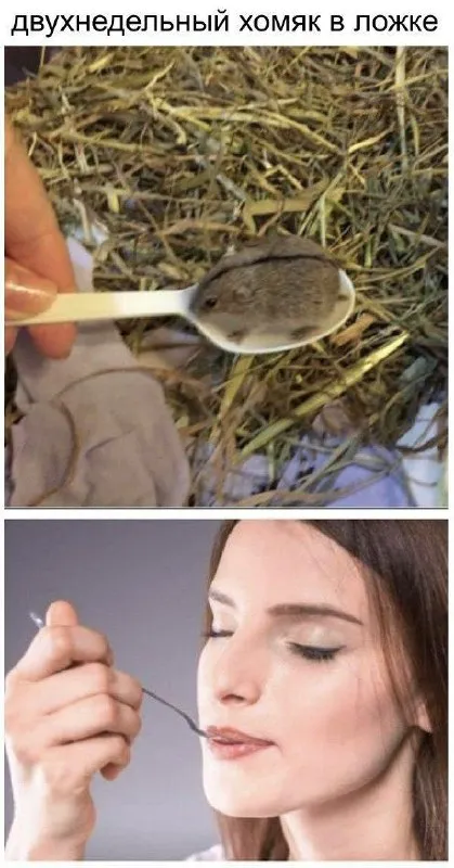 Двухнедельный хомяк в ложке