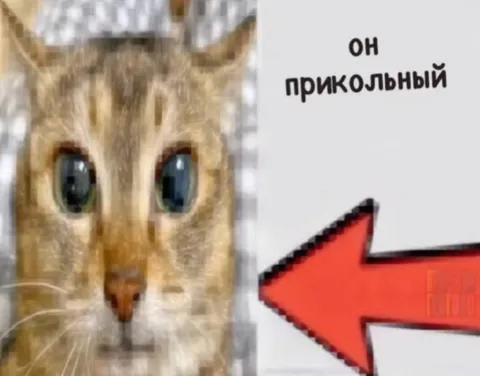 Он прикольный кот