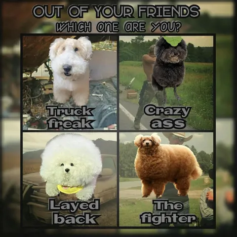 Which Dog Friend Are You
