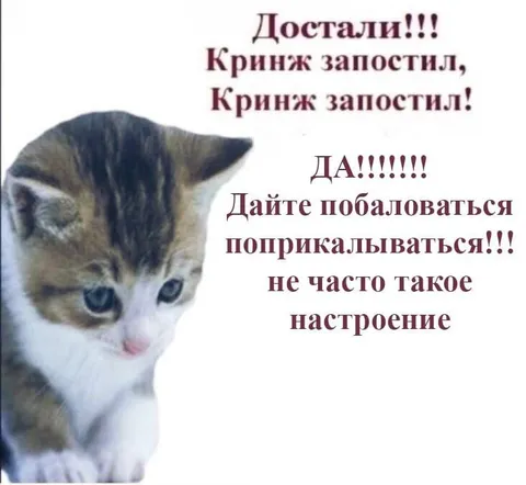 Кот жалуется на кринж