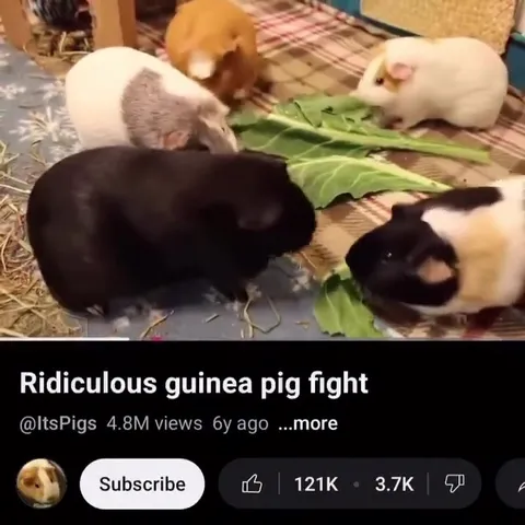 Ridiculous Guinea Pig Fight