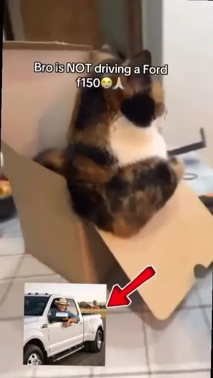 Cat Refuses to Drive a Ford F-150