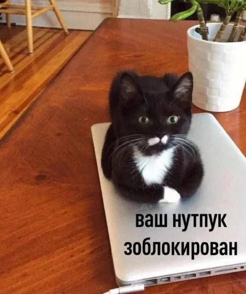 Ваш ноутбук заблокирован котом